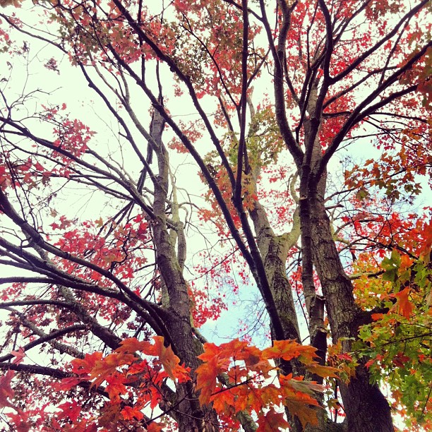 fall_color_columbus_ohio