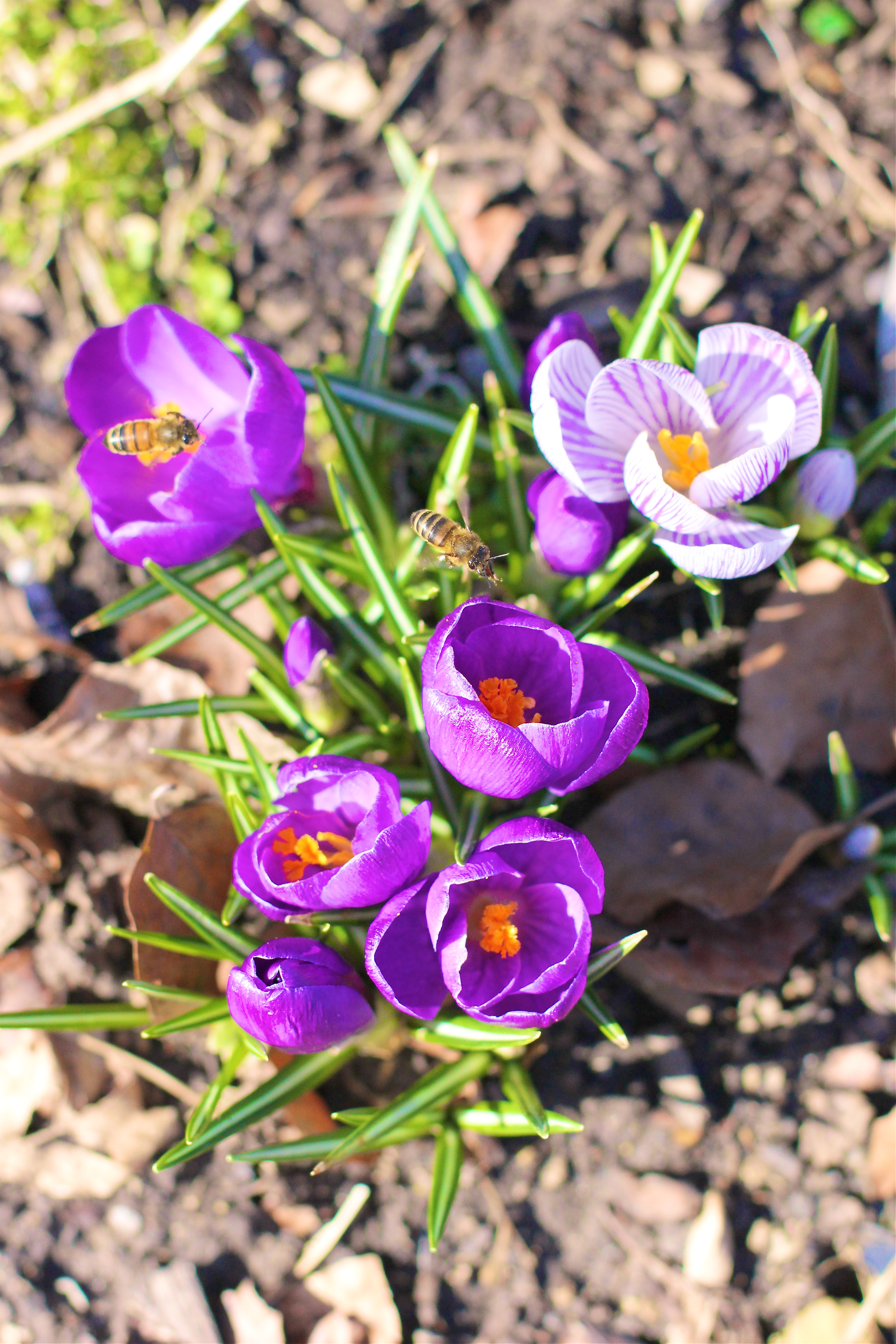 first-signs-of-spring-purple-flowers