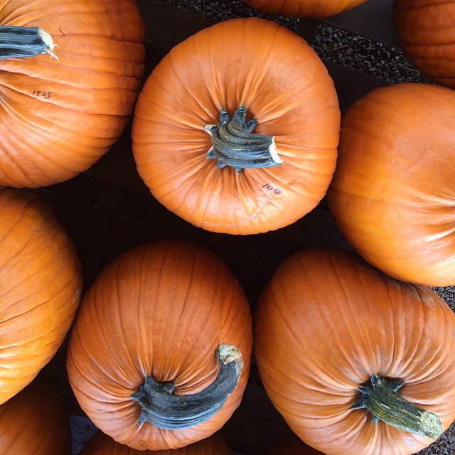 pumpkin-patch-renicks-family-market-ohio