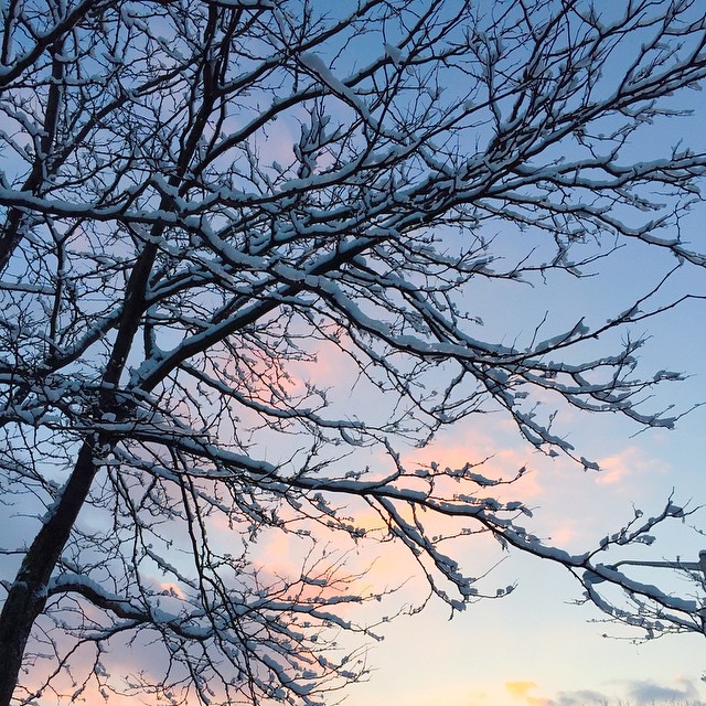 snow-on-branches-columbus-ohio