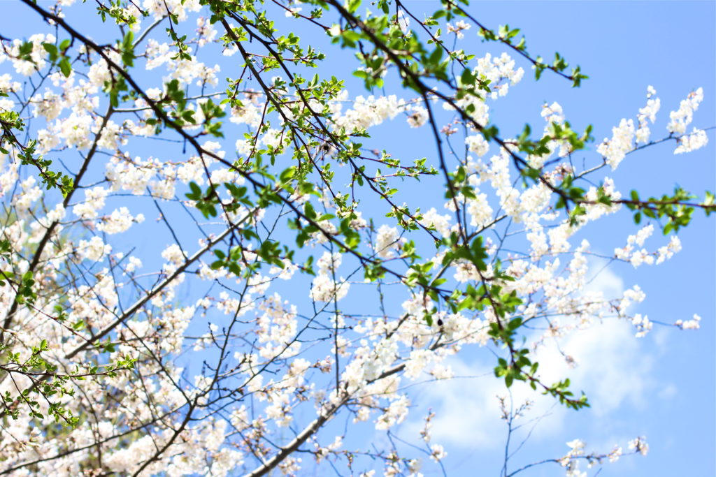 white-magnolia-tree