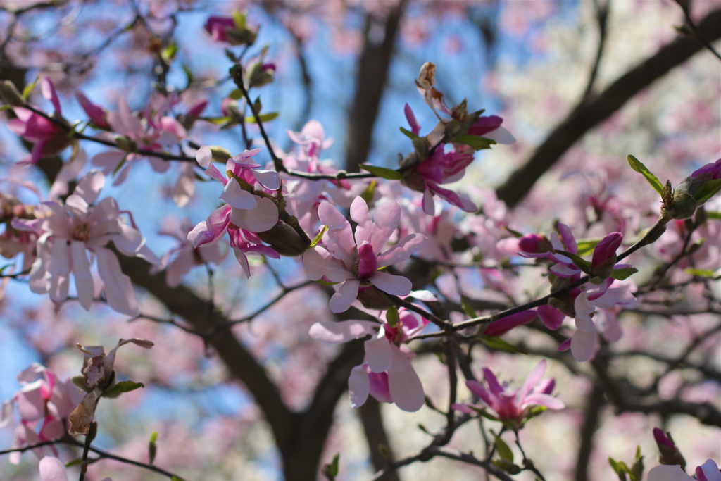 magnolia-tree-blooms