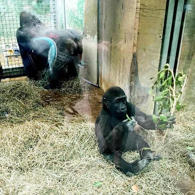 columbus-zoo-gorillas