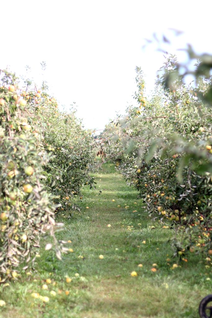 Our Apple Picking Trip 2017 girl about columbus