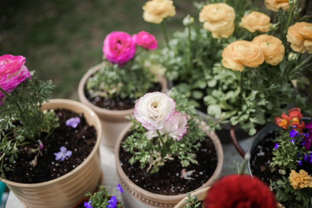container gardening tips