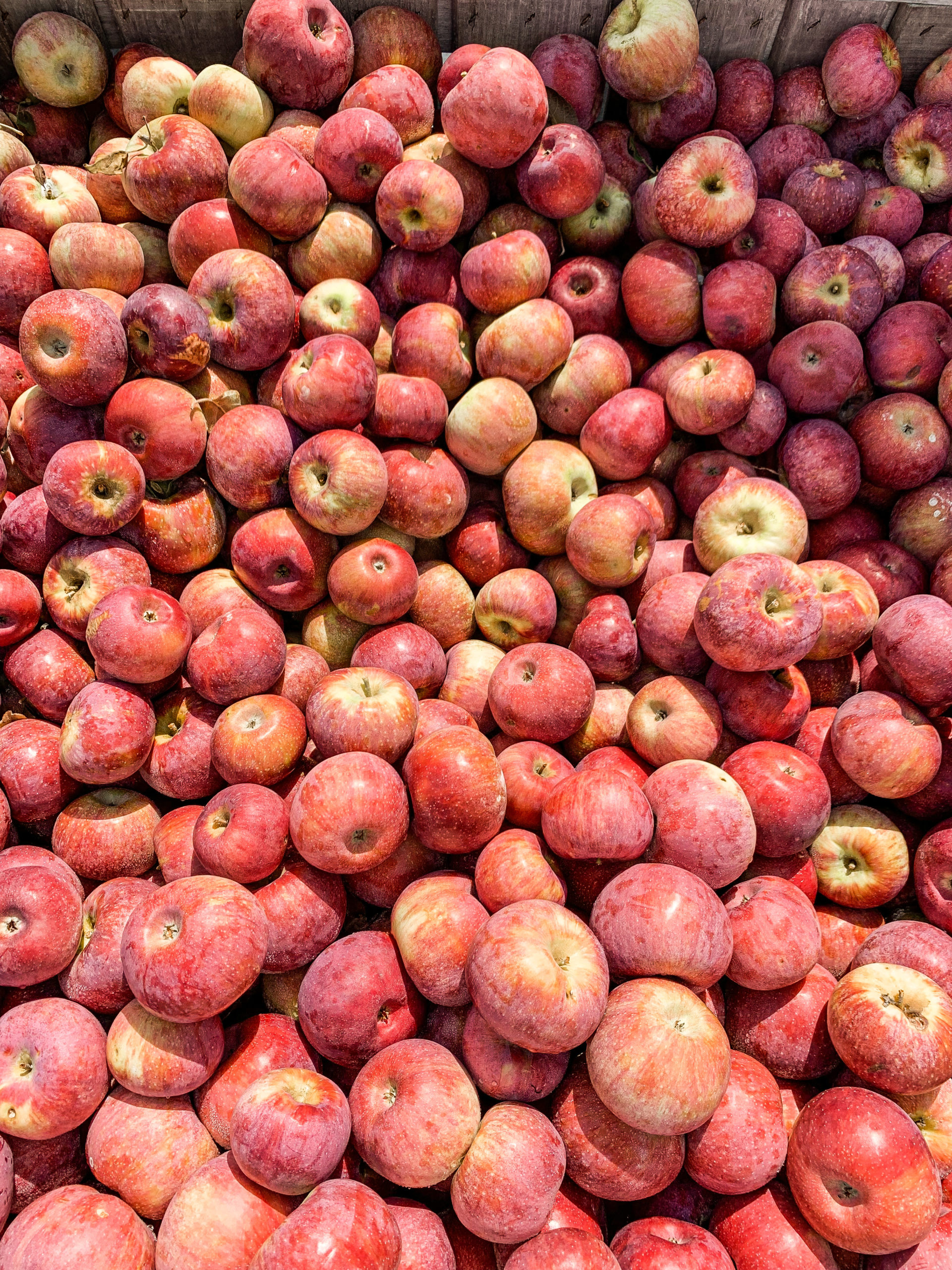 Where to Pick Apples in Central Ohio