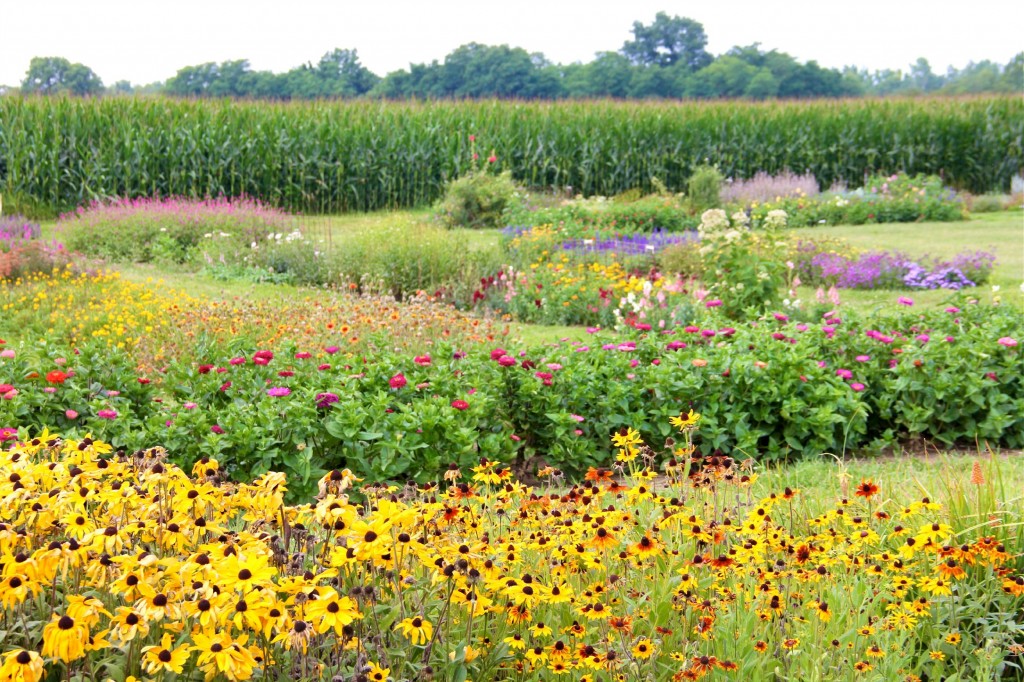 Ohio U-Pick Flower Farm