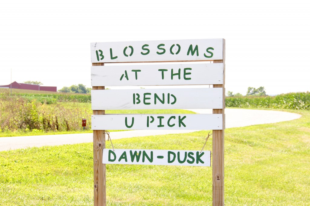 U-Pick Flower Farm | Williamsport, Ohio