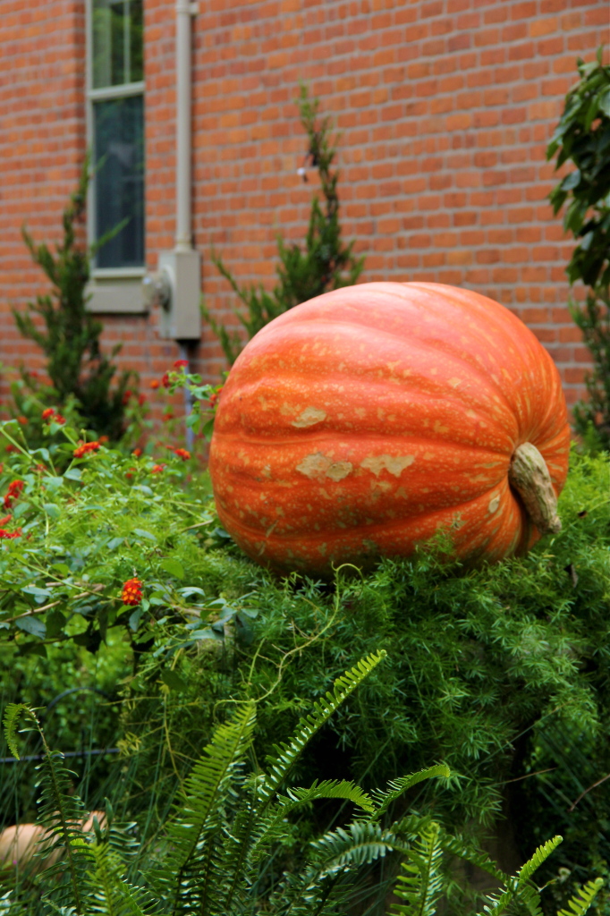 german_village_columbus_ohio_fall_large_pumpkin