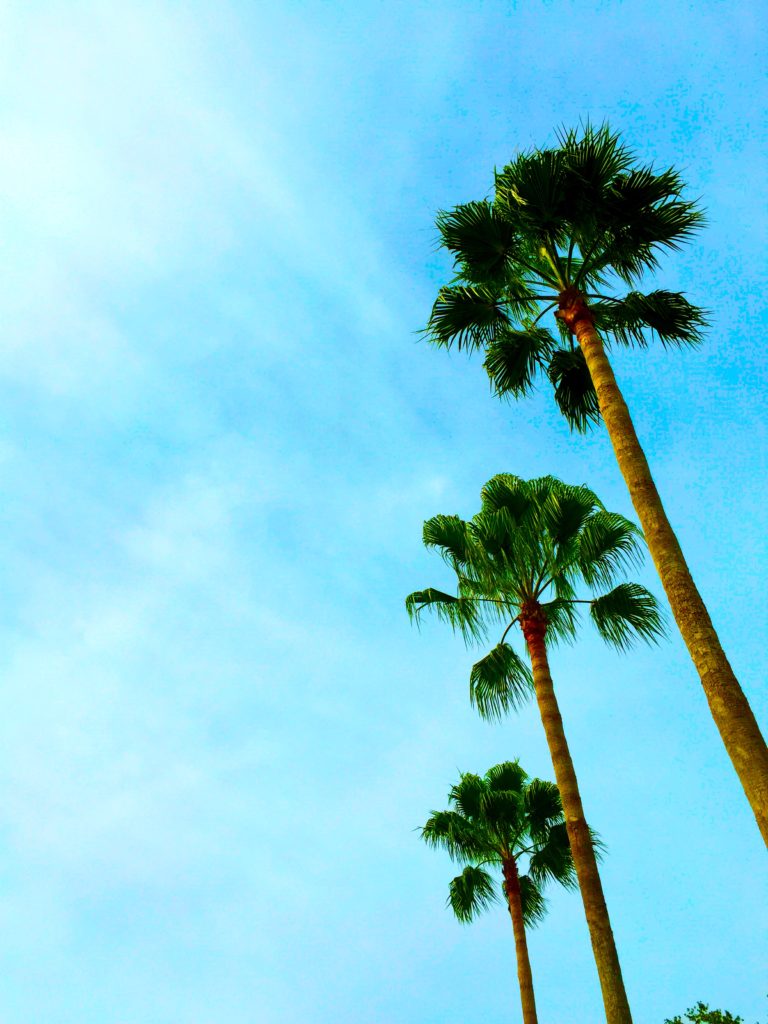 orlando-florida-palm-trees