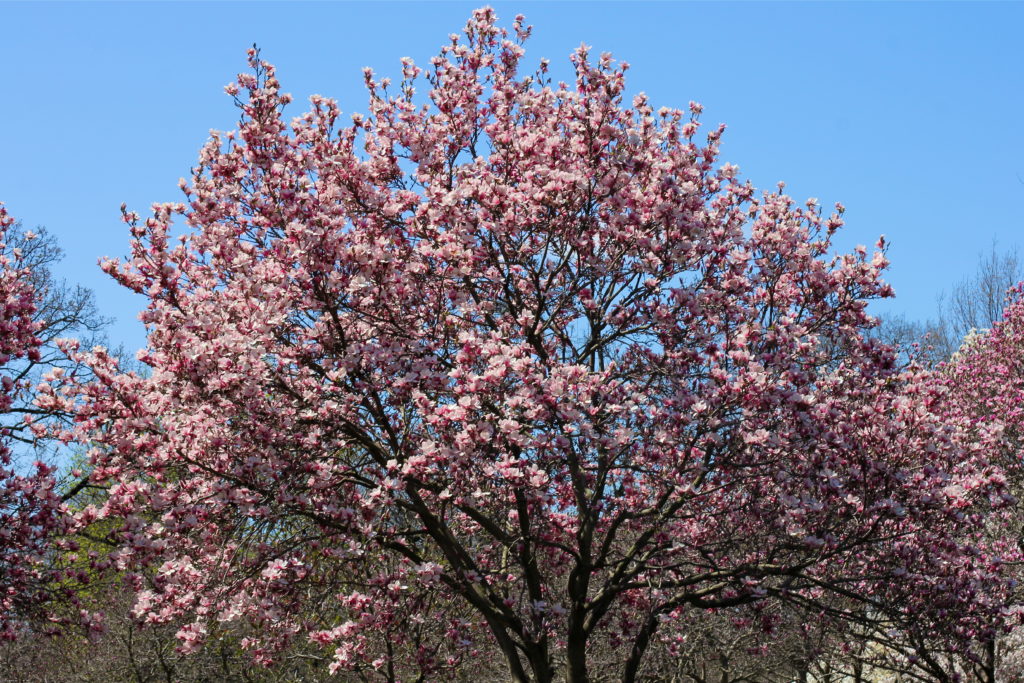 pink-magnolia-tree