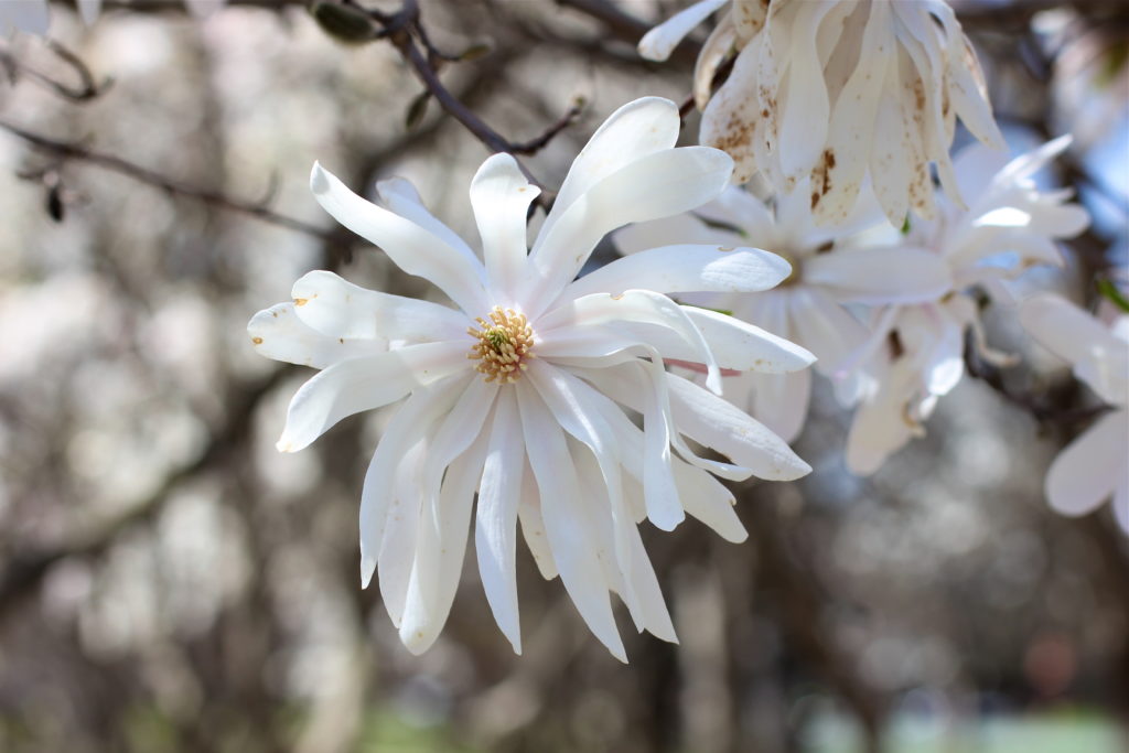 white-magnolia-bloom