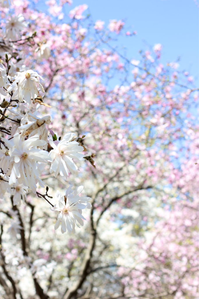 white-magnolia-tree