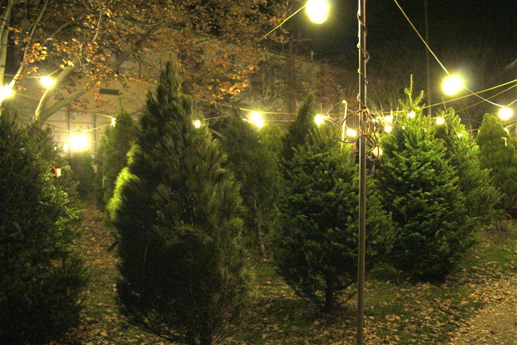 Christmas Trees in German Village