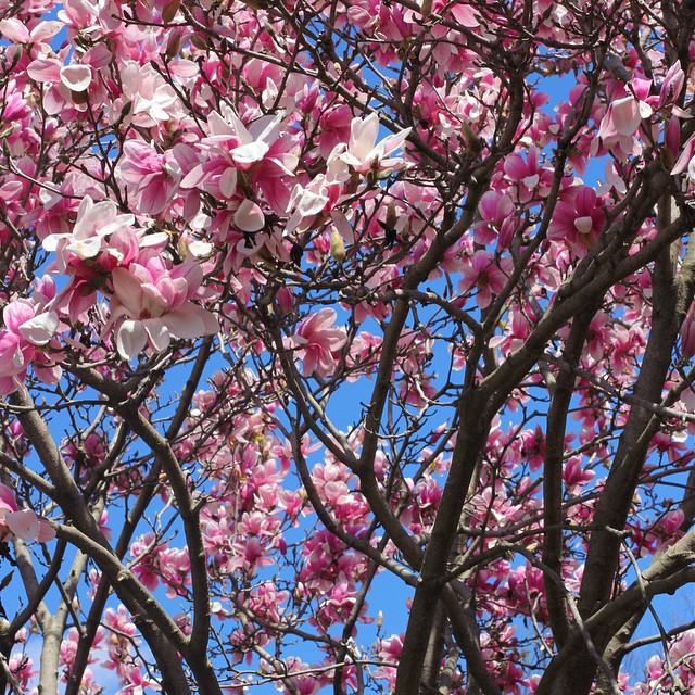 magnolia-trees-goodale-park-spring