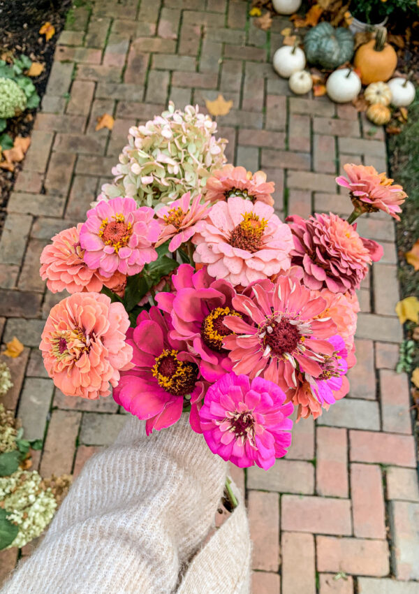 fall zinnias