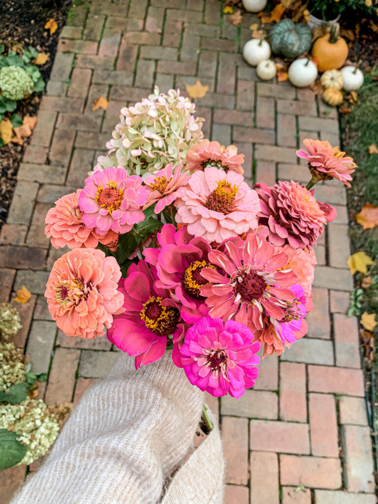 fall zinnias